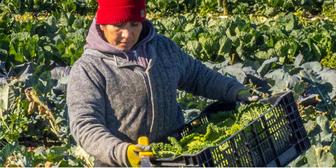 Cover photo for Organic Transition Initiative Direct Farmer Assistance